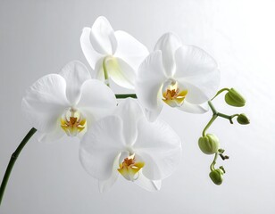 Obraz premium Close-up of delicate white orchids