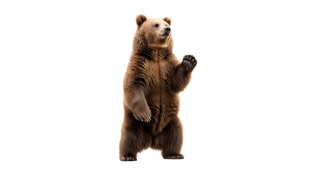 Fototapeta premium A large brown grizzly bear standing on its hind legs isolated on a white background.