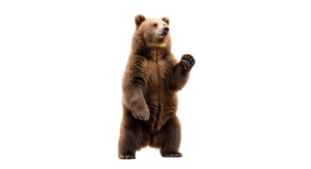 A large brown grizzly bear standing on its hind legs isolated on a white background.
