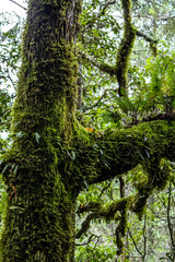 Obraz premium tree in the forest