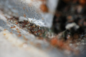 Macro shot of granite stone