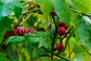 散歩の途中で見つけた光景