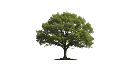 Full shot of a lush green tree against a white background.