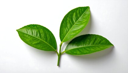 Obraz premium Fresh green leaves on white background