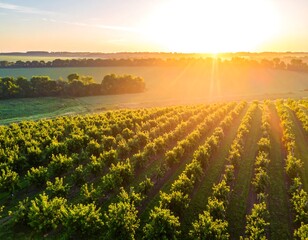 Obraz premium Sunrise over a vibrant orchard