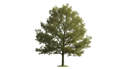 Majestic tree standing tall with lush green foliage and sturdy trunk.