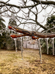 A close-up view of a tree branch coated in ice and icicles following a winter storm.