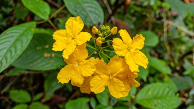 Vibrant Yellow Flowers Blooming Amid Lush Green Foliage Top View Shot Floral Arrangement Botanical Beauty Captivating Floral Display Freshness Natural Beauty