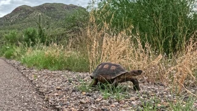 Desert tortoise in Sonoran Desert - Tucson, Arizona