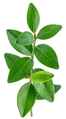 Fototapeta premium Vibrant green leaves on stem