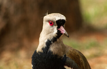 Southern Lapwing (Vanellus chilensis) Front View Close-up