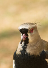 Close-up view of a Southern Lapwing (Vanellus chilensis), a South American bird with vivid red eyes, slender crest feathers, and detailed plumage, photographed in natural light and outdoor habitat