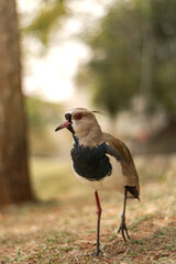 Southern Lapwing (Vanellus chilensis) with Red Eye Close-up with a blurred background