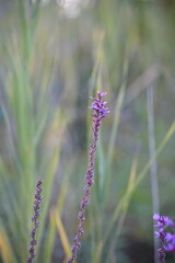 L&eacute;on-Gravel Park - Brossard - Montreal - Canada Nature