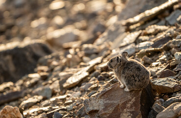 Pika Sitting Sharp Red Rock In Boulder Field