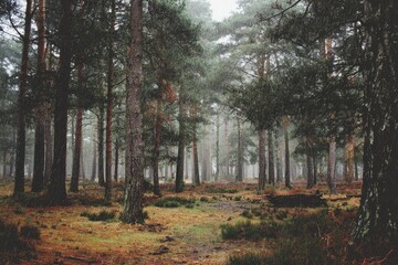 Misty pine forest, path through trees