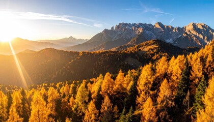 Scenic Golden Larches Covering Hills with Jagged Mountain Peaks Against a Clear Blue Sky and Bright Sunlight in Autumn Landscape