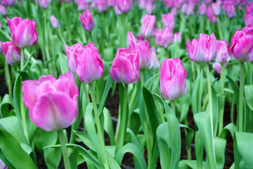 Tulips Flower