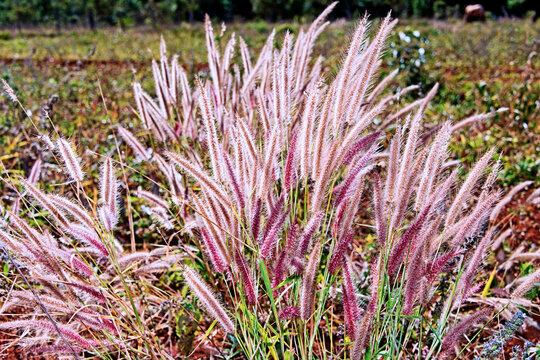 Paspalum stellatum is a specie of the genus of plants in the grass family. The group is widespread across in savannah areas, know as paspalum or crown grasses. S&atilde;o Bartolomeu River, DF, Brazil, 2023