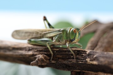 One locust on branch outdoors, closeup. Wild insect