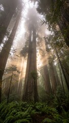 Mystical Redwood Forest: Embrace the Beauty of Nature and Tranquility, Perfect for Travel and Adventure Campaigns