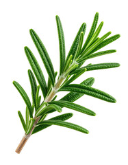 Close-up of fresh rosemary sprig (1)