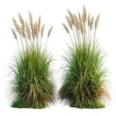 Two lush clumps of ornamental grass.  Fluffy plumes of light beige/cream color rise above dense, vibrant green foliage