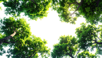 Canopy view of a dense forest.  A dark void is centered, surrounded by vibrant green foliage