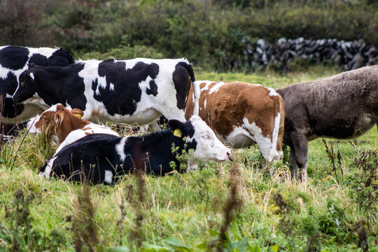 cows in a field