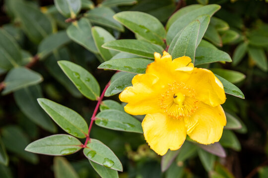 St John's Wort