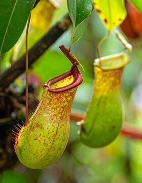 Close-up of pitcher plants