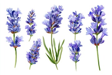 Fototapeta premium Detailed illustration of various lavender flower sprigs.