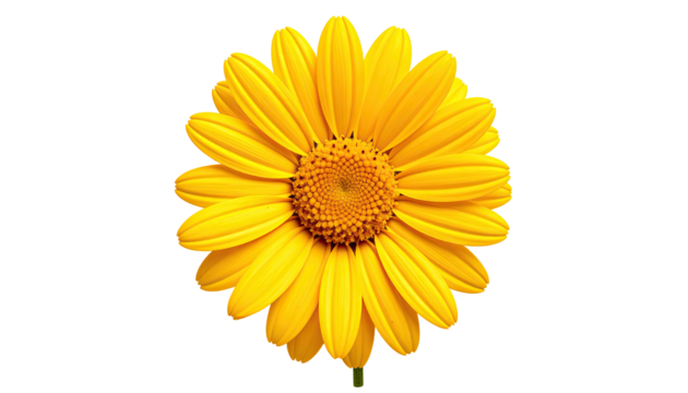 Close-up of a vibrant yellow flower with a dark center.  Bright petals radiate outward.  Isolated against a black background
