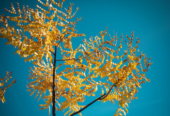 Yellowed trees against a blue sky in Canada in autumn