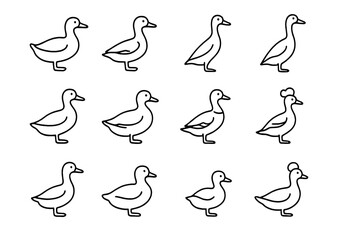 Obraz premium Duck Breeds Icons. Duck breeds. Line icon set of duck breeds: pekin, muscovy, khaki campbell, indian runner, rouen, cayuga, saxony, welsh harlequin, swedish