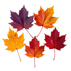 Fototapeta premium Cluster of vibrant autumn leaves in varying shades of red, orange, and purple, against a dark background