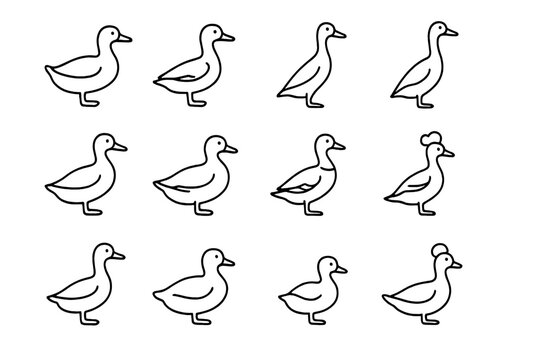 Duck Breeds Icons. Duck breeds. Line icon set of duck breeds: pekin, muscovy, khaki campbell, indian runner, rouen, cayuga, saxony, welsh harlequin, swedish