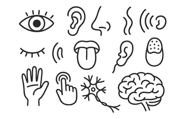 Naklejka premium Human Senses Doodle. Hand-drawn doodle illustration human senses eye, ear, nose, tongue, hand, fingerprint, sound wave, smell icon, taste bud, touch icon, open