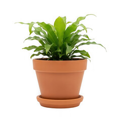 Obraz premium Green plant in terracotta pot isolated on transparent background