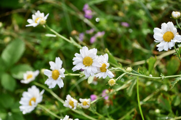 イワギク　Zawadsky's chrysanthemum