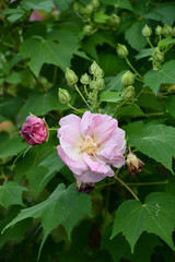 Fototapeta premium スイフヨウ（酔芙蓉） Confederate rose 