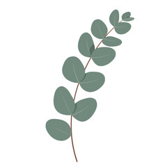 Illustration of a eucalyptus branch with rounded, grey-green leaves arranged along a brown stem, isolated on a white background.