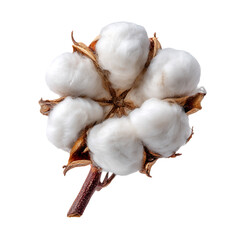Close-up of Cotton Plant Blossom, Fluffy White Fibers on Brown Stem