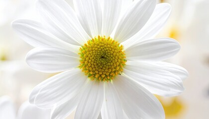 Close Up of a White Daisy with a Yellow Center in Soft Lighting