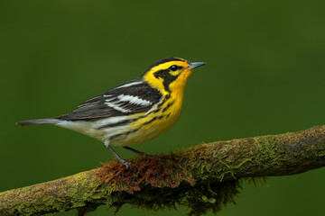  AI-Generated image of a Blackburnian Warbler perched on a moss-covered branch.