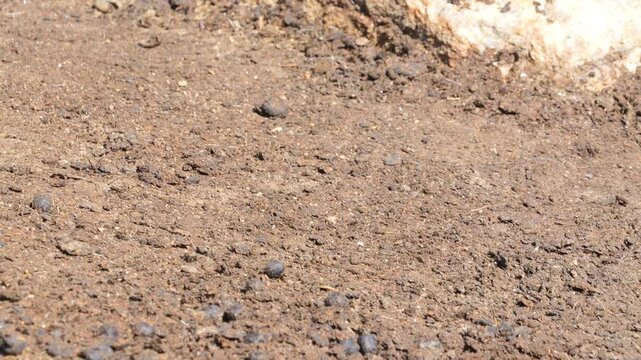 White-Capped Redstart (Phoenicurus leucocephalus) searching food 120fps Slow Motion 4K Footage. Small redstart bird foraging on ground in natural outdoor habitat, closeup of white-capped redstart wild