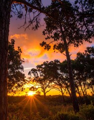Sunset through trees