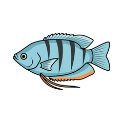 gourami fish illustration design