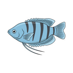 gourami fish illustration design