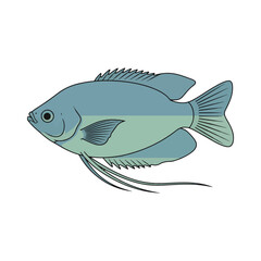 gourami fish illustration design